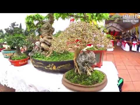 Bonsai chọn lọc ở triển lãm Bắc Ninh 2019