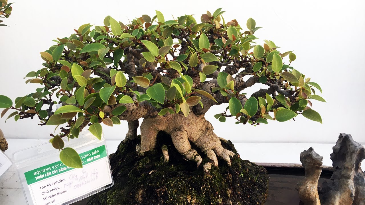 Bonsai collection  - Triển lãm bonsai