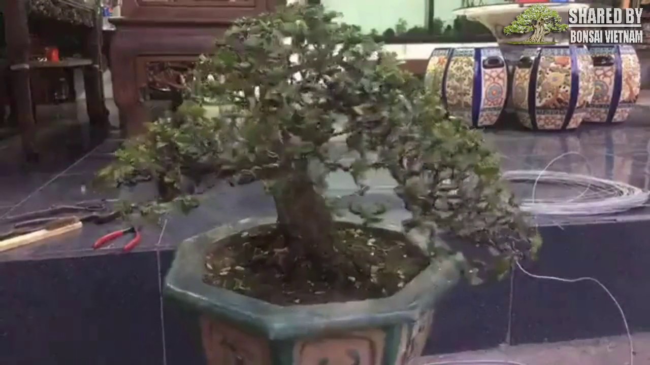 Bonsai của nghệ nhân Tư Thế, TP HCM