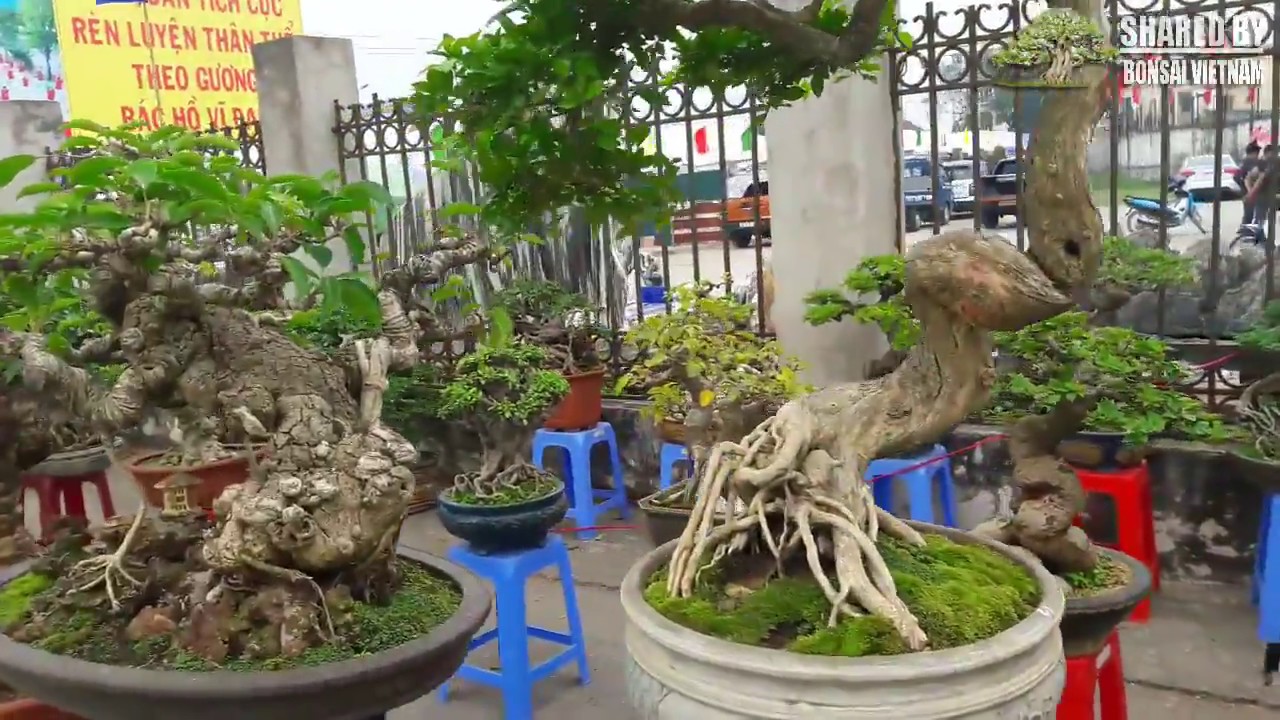 Bonsai đẹp bán vòng ngoài Triển Lãm Phúc Thọ, Hà Nội