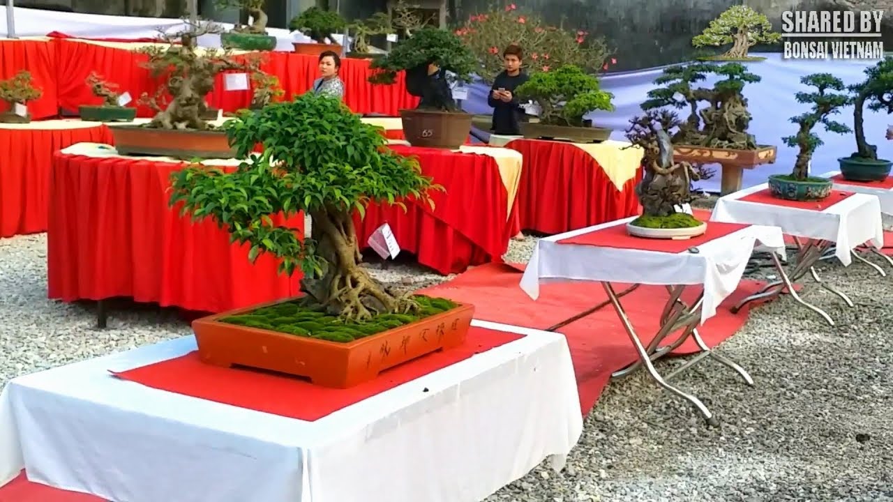 Bonsai đẹp mà vẫn vắng người xem