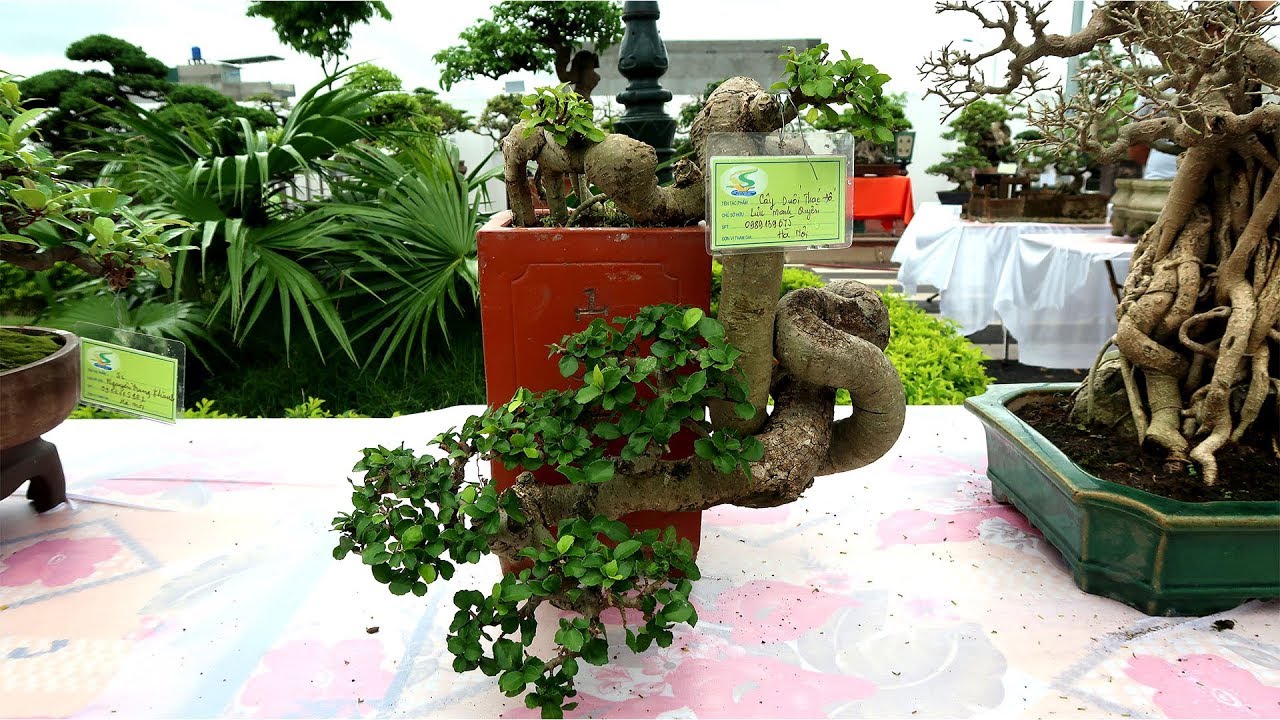 Bonsai đỉnh cao, những siêu phẩm đẹp