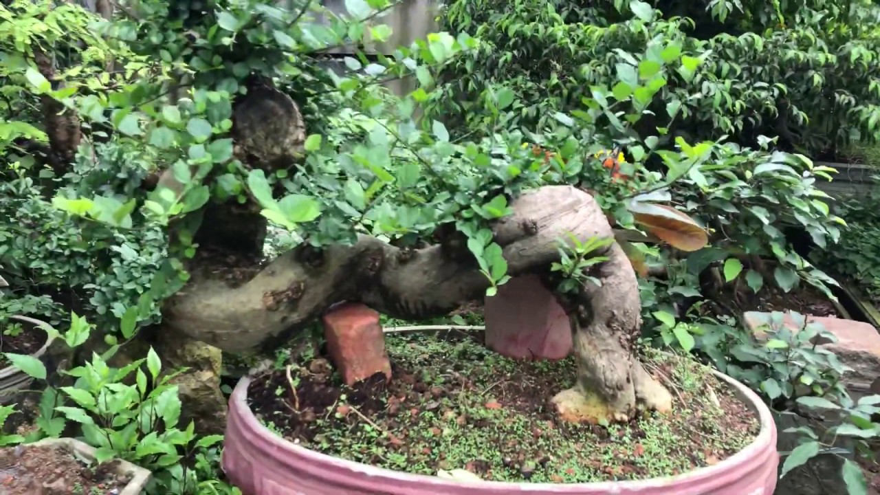 Bonsai gốc côn đẹp