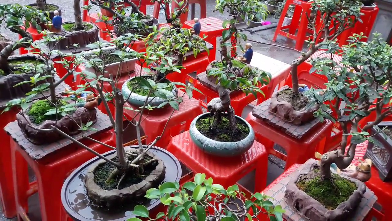 Bonsai mini chợ Viềng Nam Định đầu phiên 2018