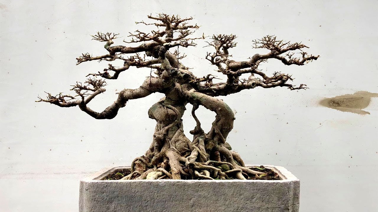 Bonsai mini