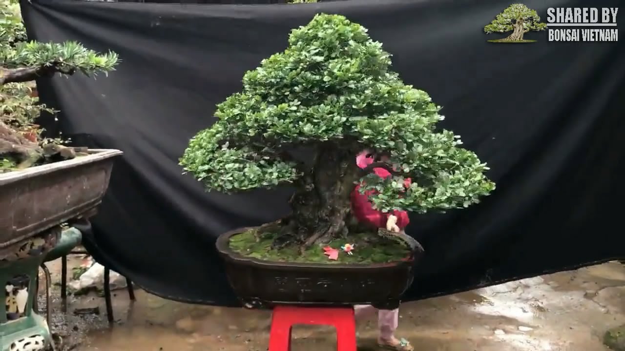 Bonsai nghệ nhân Việt chia sẻ tháng 1-2018