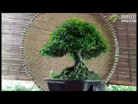 Bonsai tháng 10 || Thu nhỏ thiên nhiên vào chậu cảnh