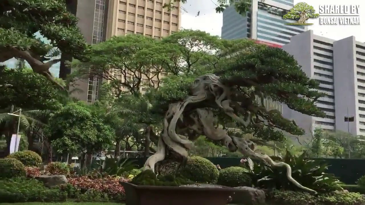 Bonsai trưng bày ngoài trời ở triển lãm Bonsai quốc tế tại Manila, Philipines