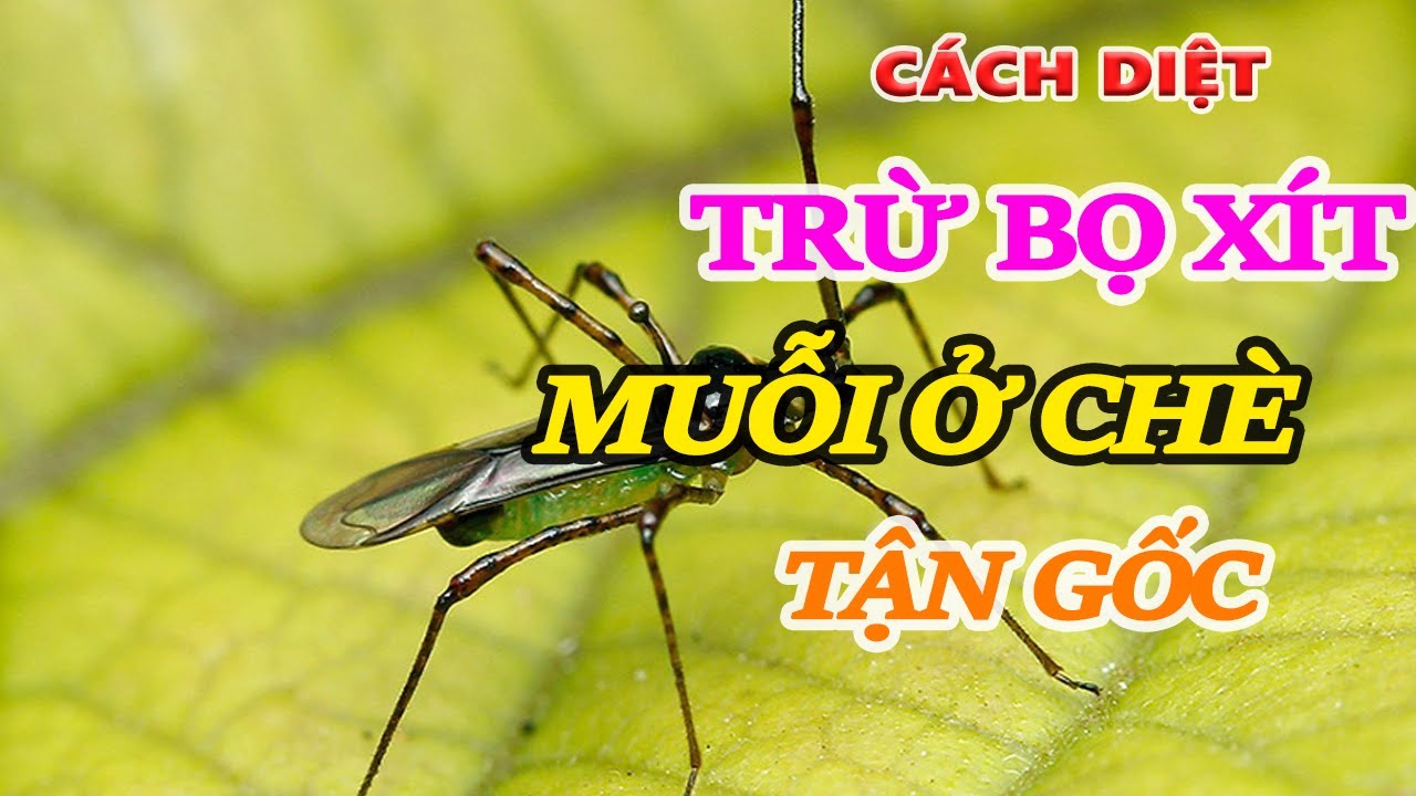 CÁCH DIỆT TRỪ BỌ XÍT MUỖI Ở CHÈ TẬN GỐC