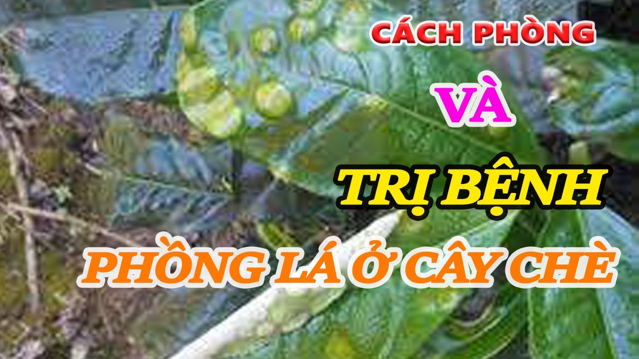 CÁCH PHÒNG VÀ TRỊ BỆNH PHỒNG LÁ Ở CÂY CHÈ