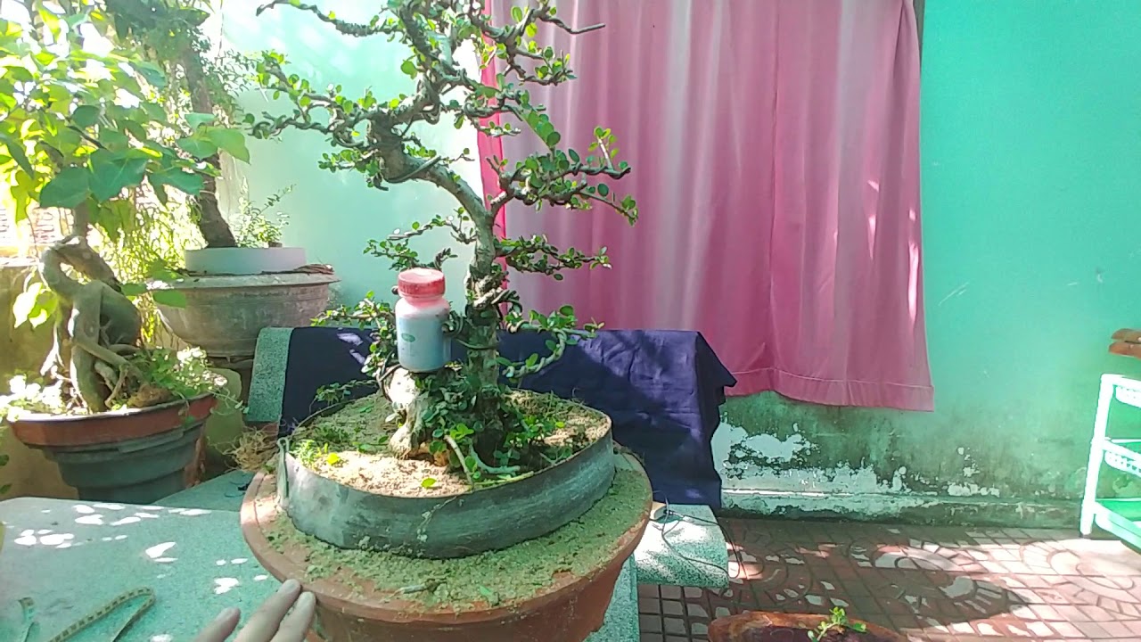 CÂY SAM TRÁI BÁN THÀNH PHẨM DÁNG QUÁI - BONSAI VN