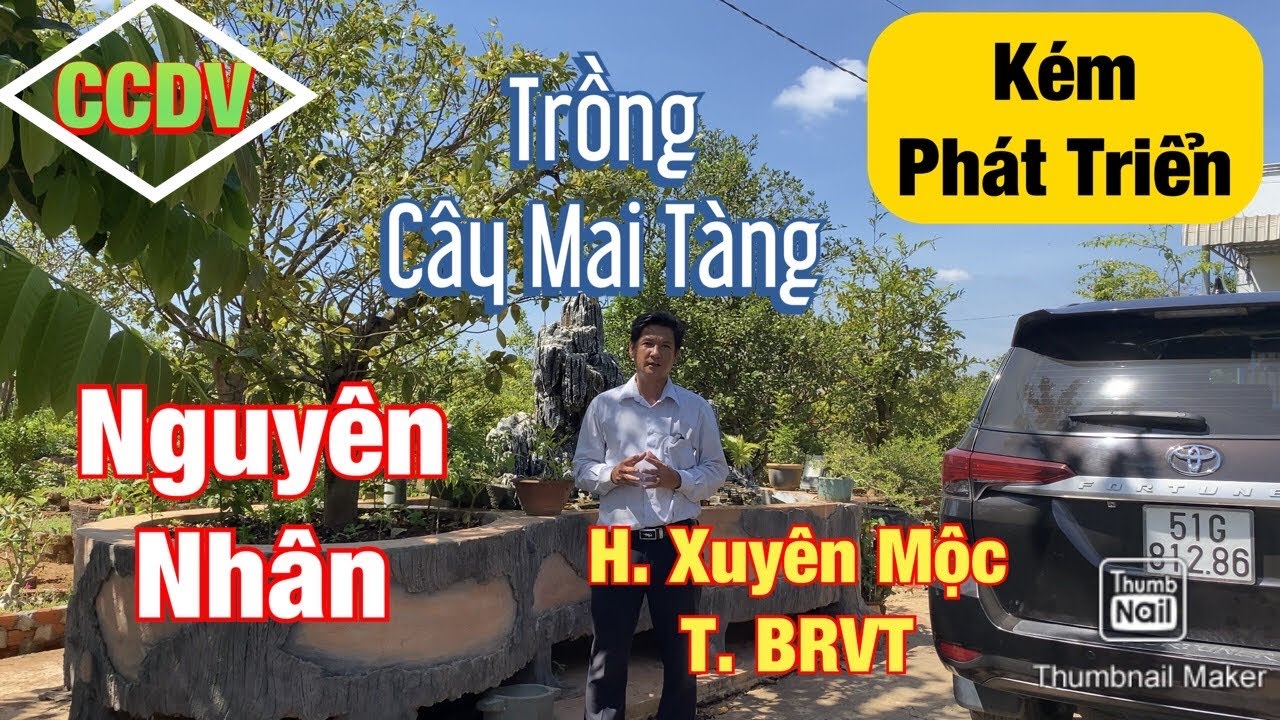 🔴 CCDV # 113: Nguyên Nhân Trồng Cây Mai Tàng Không Phát Triển Tốt | H. Xuyên Mộc _ T. BRVT ||CCDV.