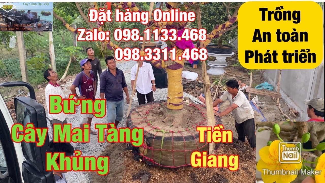 🔴 CCDV # 115. Cách Bứng Và Trồng Cây Mai Tàng Khủng An Toàn Hiệu Quả | T. Tiền Giang ||CCDV