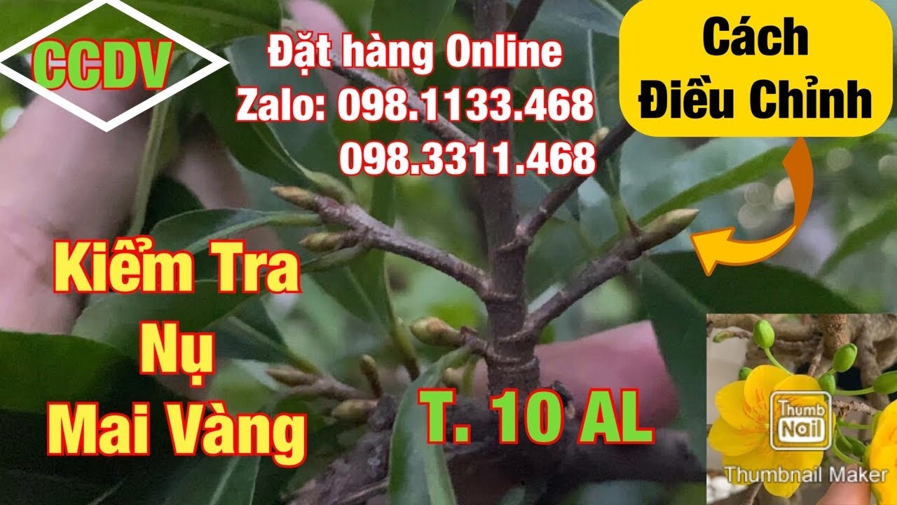 🔴 CCDV # 116. Tình Trạng Nụ Trên Cây Mai Vàng Sau 02 Tháng Tạo Nụ | T. 10 Âm Lịch ||CCDV.