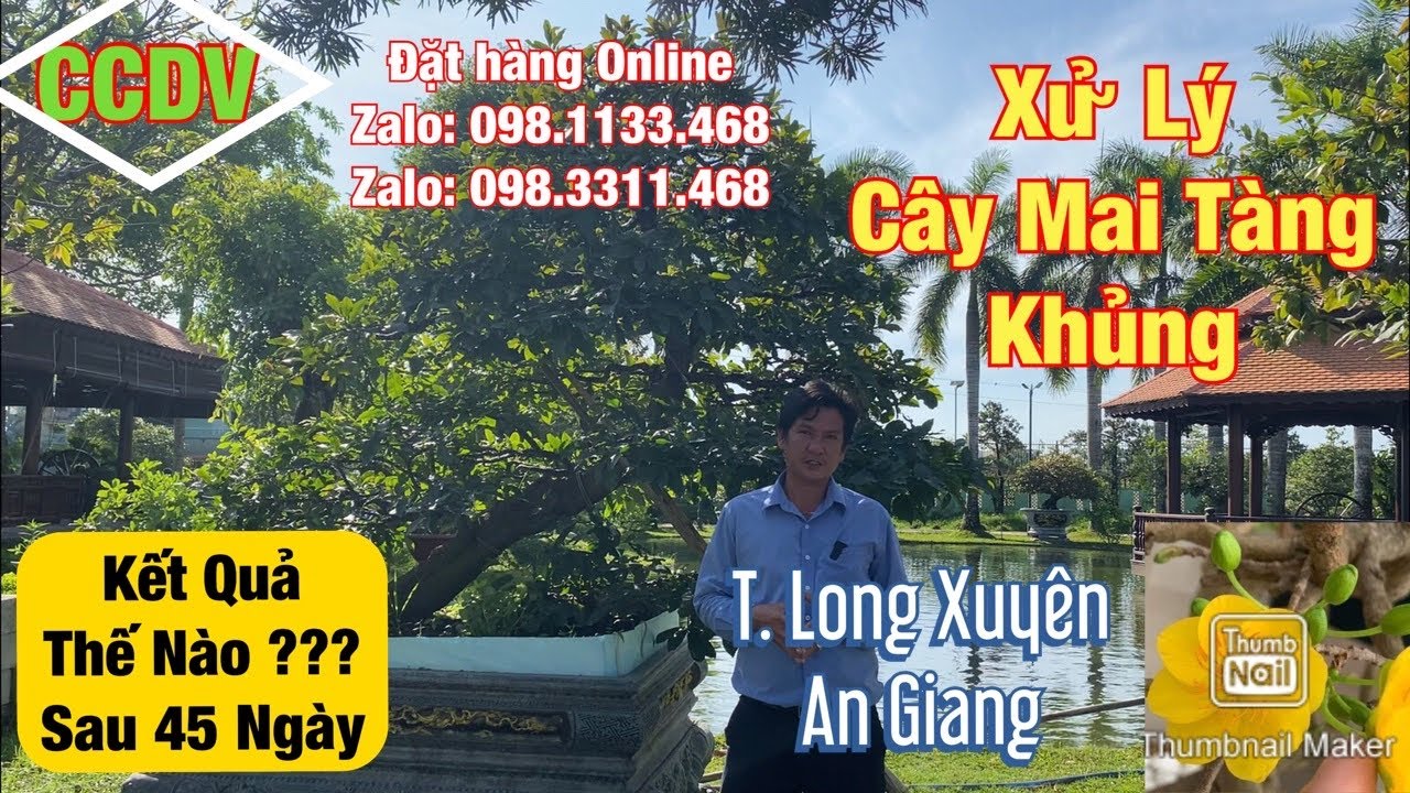 🔴 CCDV # 117. Vào Mùa Mưa Lạnh Có Nên Xử Lý Cây Mai Suy ??? | Tp. Long Xuyên _ T. An Giang ||CCDV.