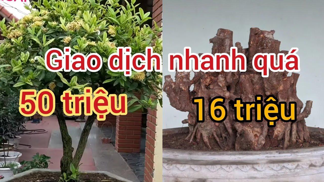 CHỈ HAI CÂU NÓI 16 TRIỆU TÔI NHƯỜNG CHÚ ANH XUÂN ĐÃ MẤT TÁC PHẨM ĐẸP VÀO TAY CHỦ THẦU XÂY DỰNG