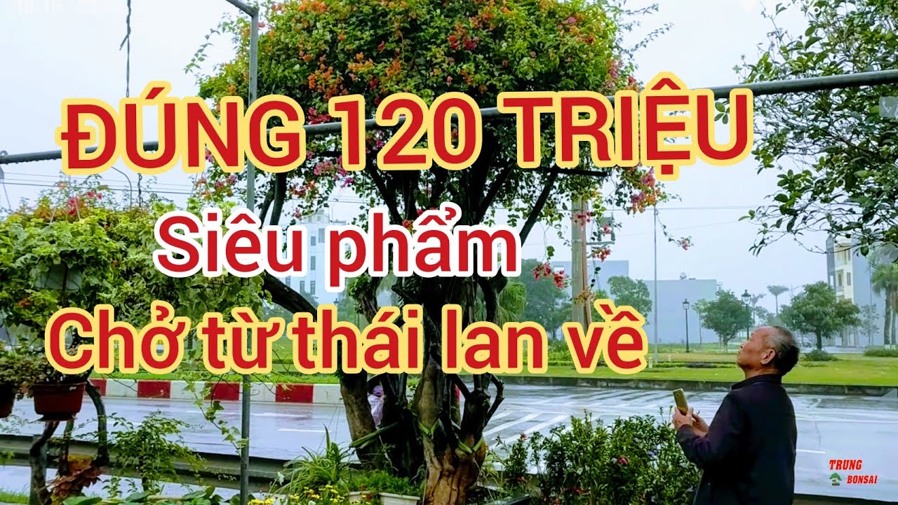 CHỦ VƯỜN BÁO GIÁ 120 TRIỆU MỚI BÁN Cây giấy KHỦNG MUA TỪ THÁI LAN VỀ 0936666606