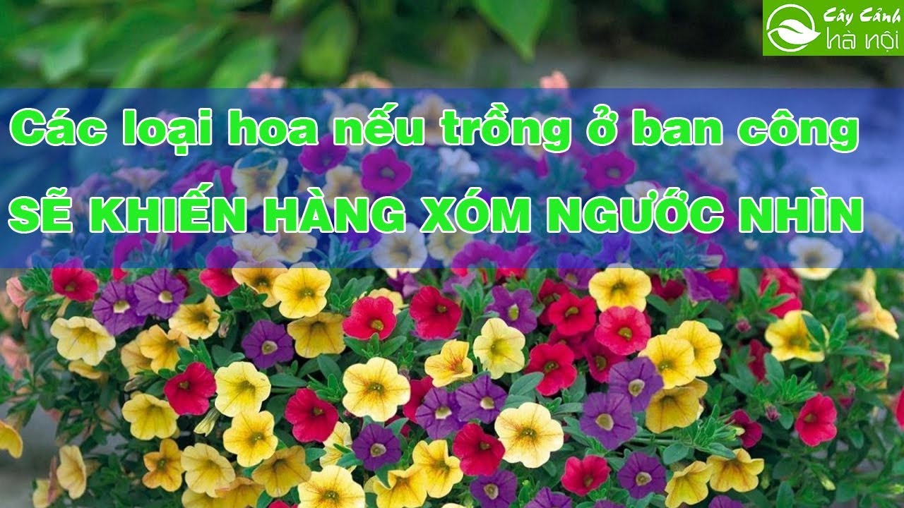 Các loại hoa nếu trồng ở ban công sẽ khiến hàng xóm phải ngước nhìn