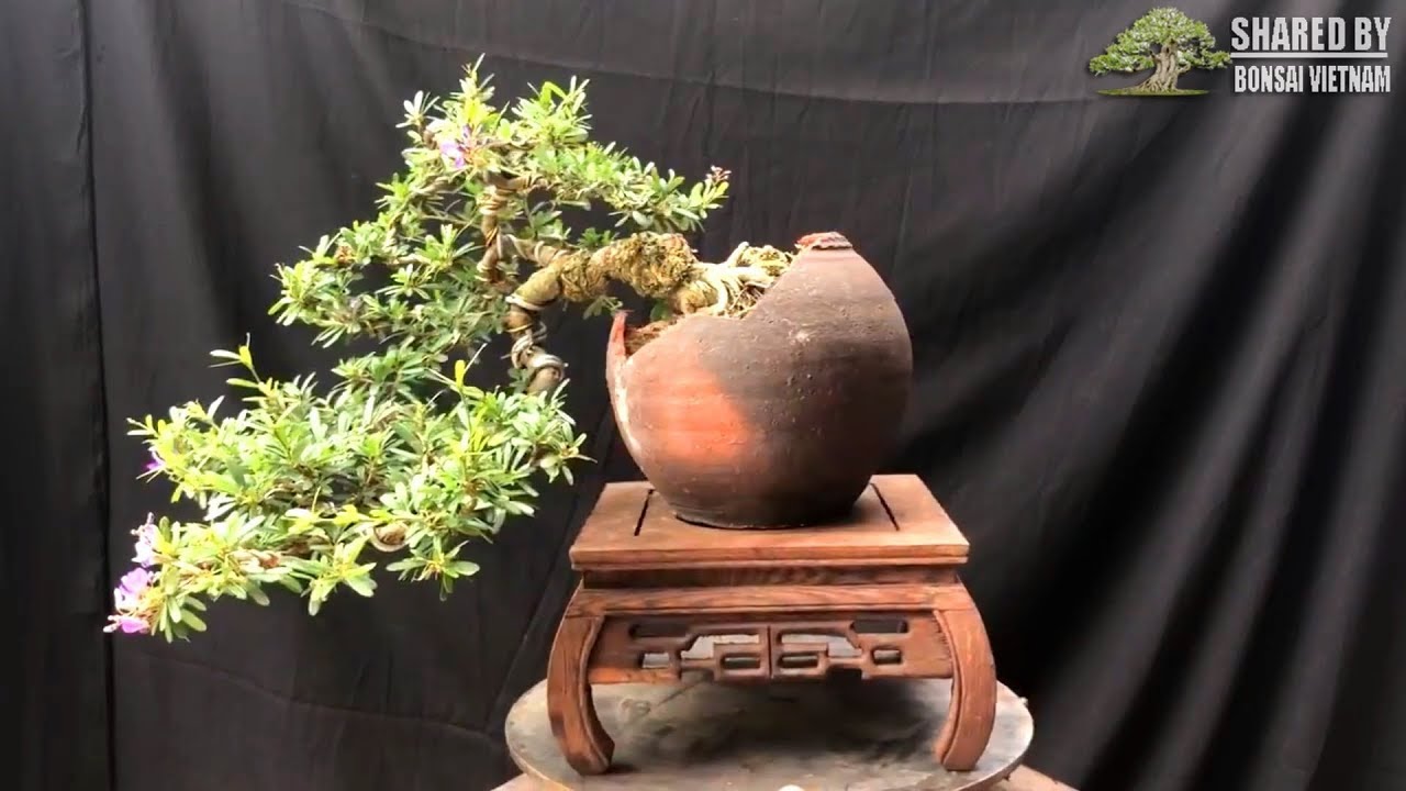 Các tác phẩm Bonsai Việt tháng 6-2018 | Phần 2