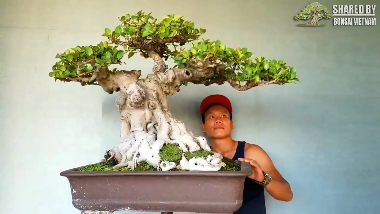 Các tác phẩm Bonsai đẹp của nghệ nhân Việt tháng 10 || Phần 1