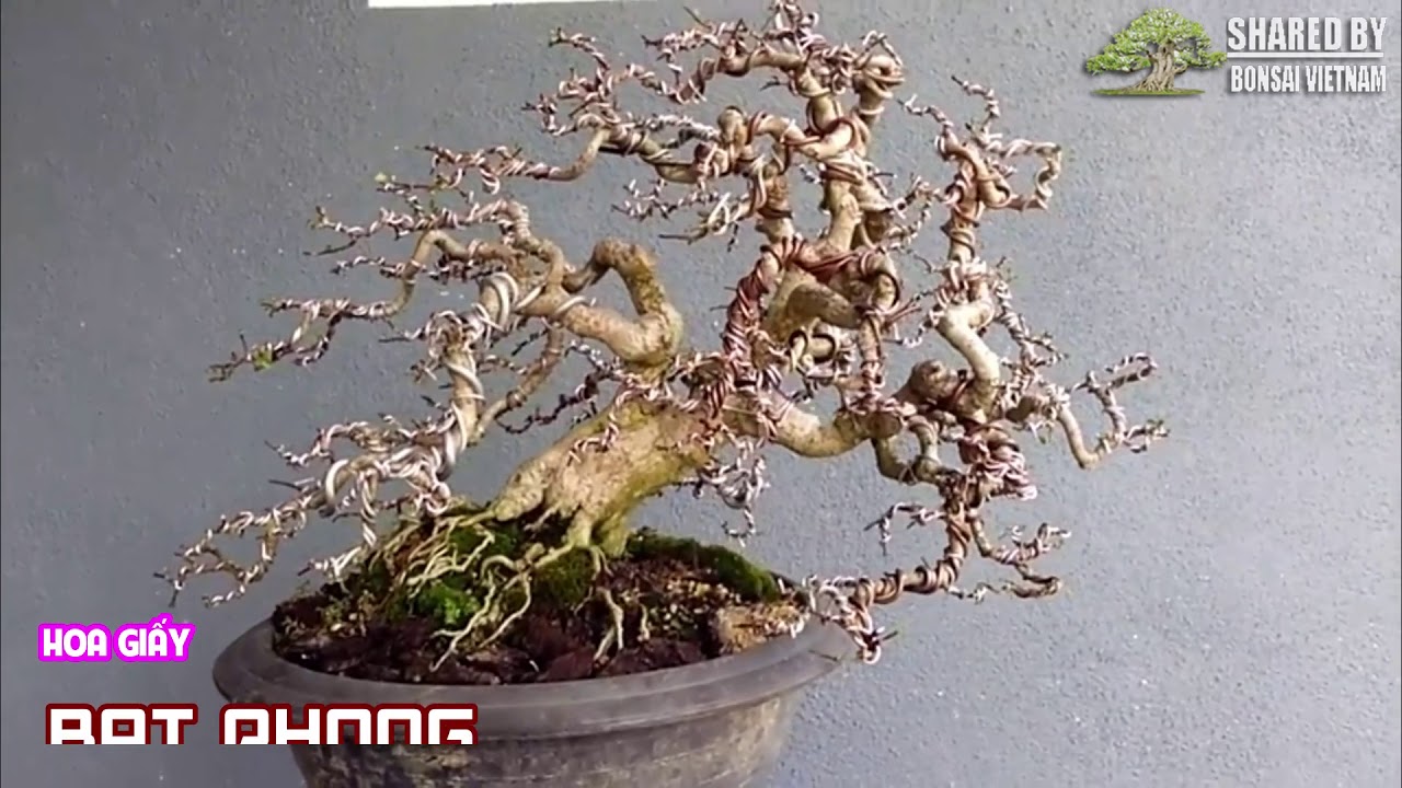 Các tác phẩm Bonsai đẹp tháng 7-2018 || Phần 1