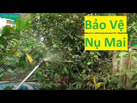 Cách Bảo Vệ Nụ Mai Vàng Chuẩn Để Chơi Tết 2021 | Tính Bonsai