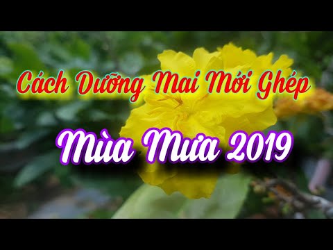 Cách Dưỡng Mai Mới Ghép 😀 27/06/19