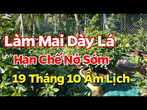 Cách Làm Lá Mai Dày - Hạn Chế Bị Trổ Sớm - Đơn Giản Dễ Làm - 19/10 Âm Lịch