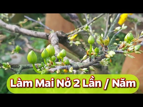 Cách Làm Mai Vàng Một Năm Hai Vụ Hoa - 09/12/2020