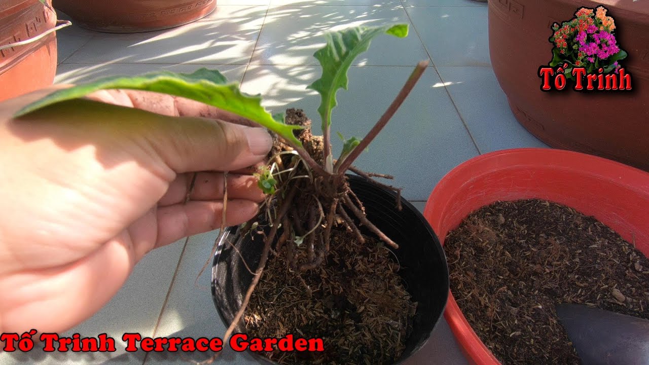 Cách Trồng Cây Đồng Tiền Lùn / How To Repot The Gerbera