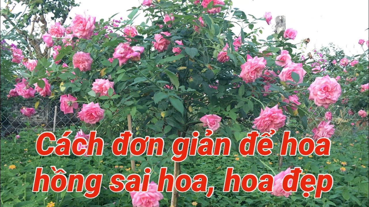 Cách đơn giản để hoa hồng sai hoa, hoa đẹp