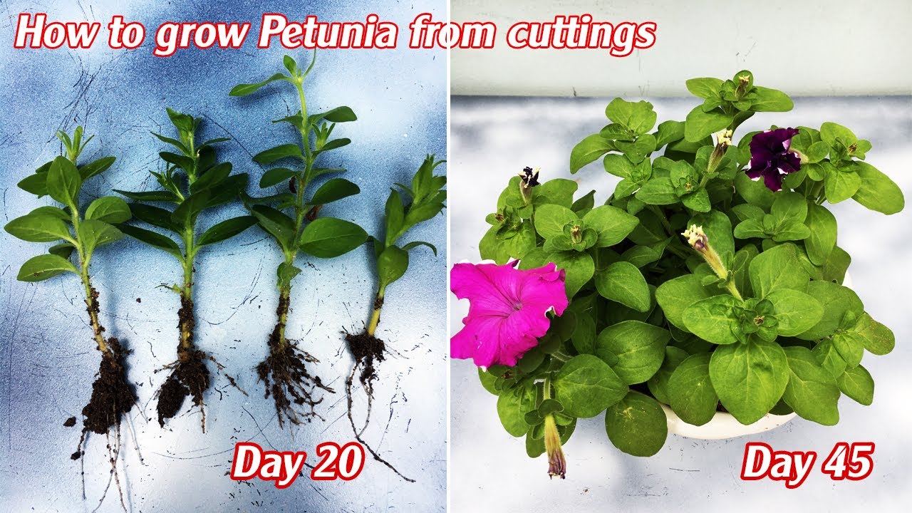 Cách giâm cành dạ yến thảo bằng cát thành công 100% | How to grow Petunia from cuttings