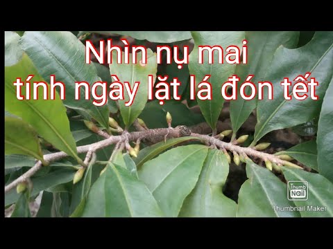 Cách nhìn nụ mai tính ngày lặt lá đón tết ở miền bắc