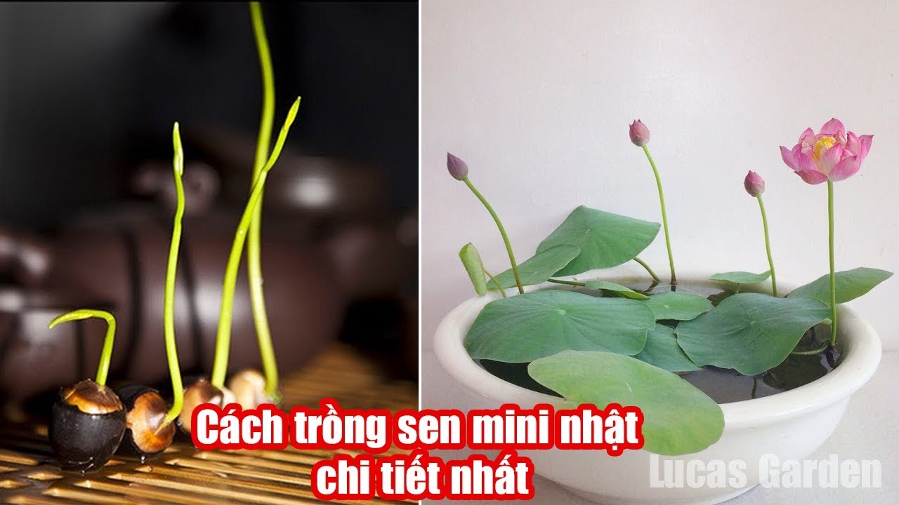 Cách trồng Sen mini Nhật tại nhà chi tiết nhất | Plant a mini lotus in a pot