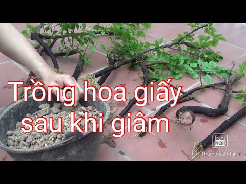 Cách trồng cây hoa giấy sau khi giâm cát