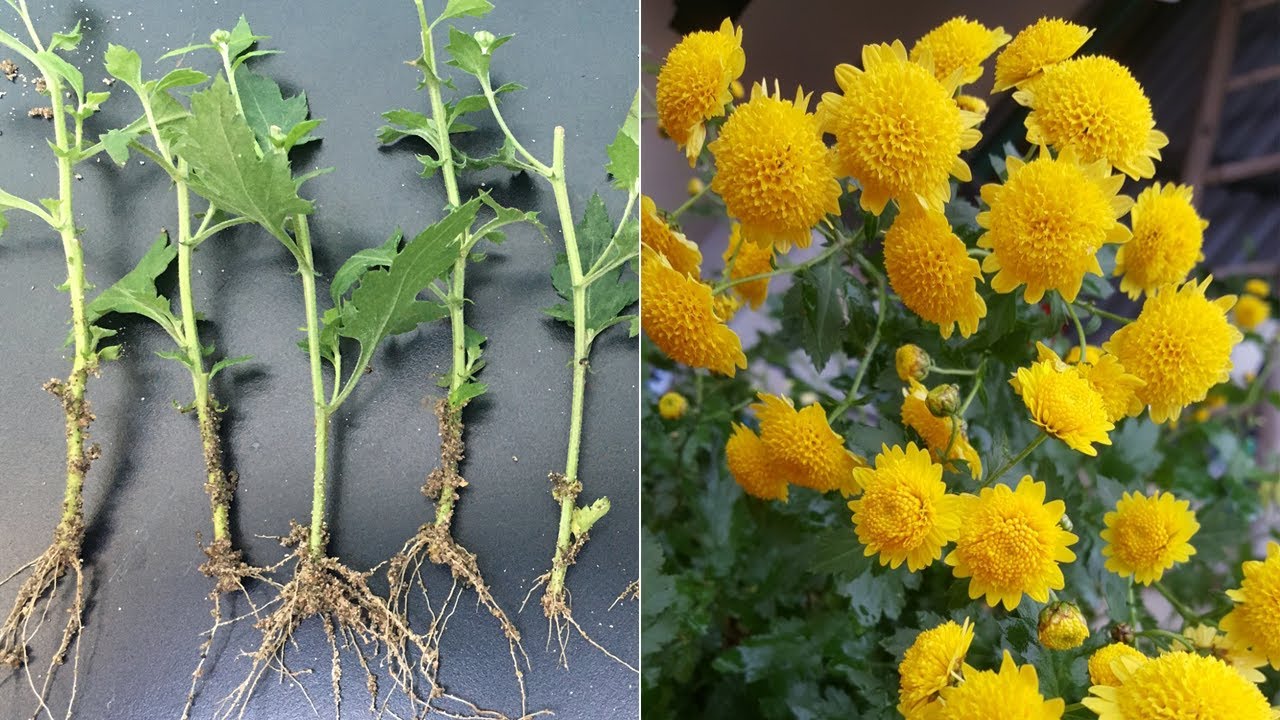 Cách trồng hoa cúc chi rủ bằng cành | How to grow chrysanthemums from cutting