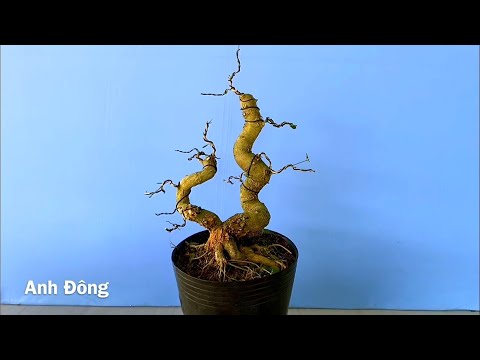 Cách uốn cây bonsai 2 thân