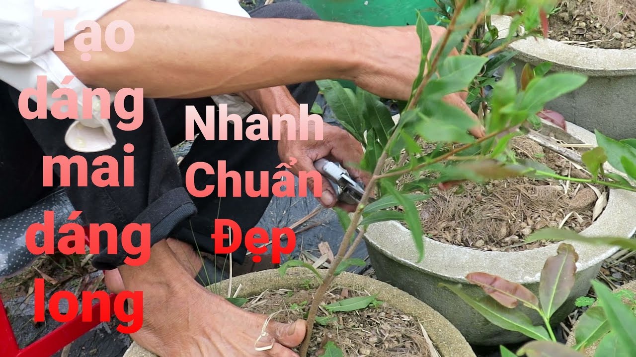 Cách uốn mai dáng long Bình Định từ cây mai con