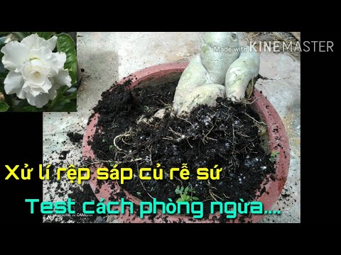 🌺Cách xử lí rệp sáp củ rễ sứ và test cách phòng ngừa