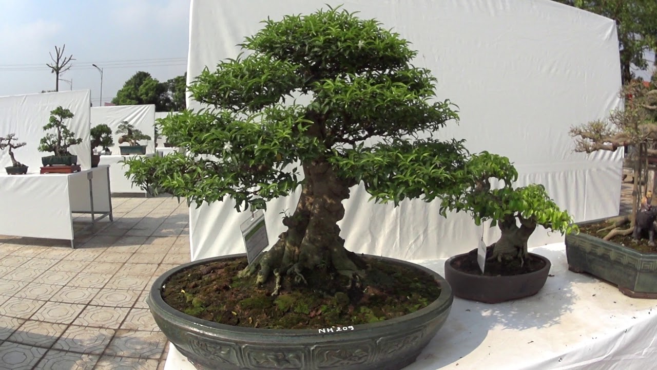 Cận cảnh các tác phẩm Bonsai nhỏ và Mini tại triển lãm cây cảnh Ninh Hiệp, Hà Nội