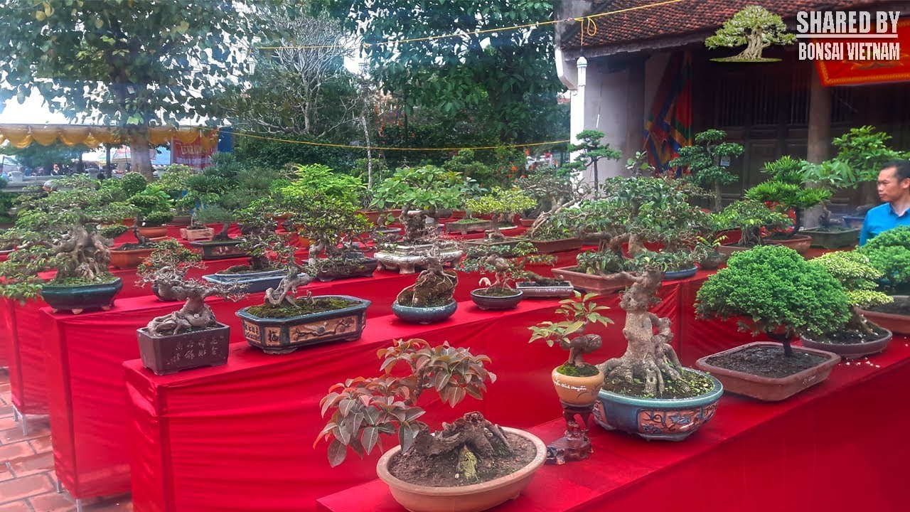 Cận cảnh khu Bonsai nhỏ và mini ở triển lãm Bình Đà 2018