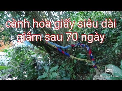 Cành hoa giấy siêu dài giâm sau 70 ngày