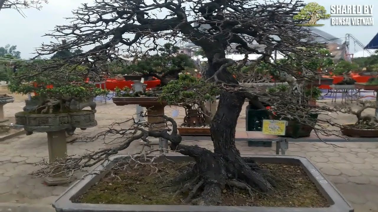 Cây Cẩm Thị Bonsai dáng đẹp đang bật lộc