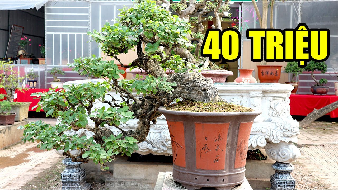 Cây Sơn Trà dáng huyền cực đẹp 40 triệu của anh Hiệp 0399903128