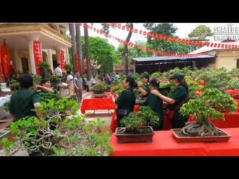 Cây cảnh ở Bình Phú, Thạch Thất || Những tác phẩm Bonsai đẹp