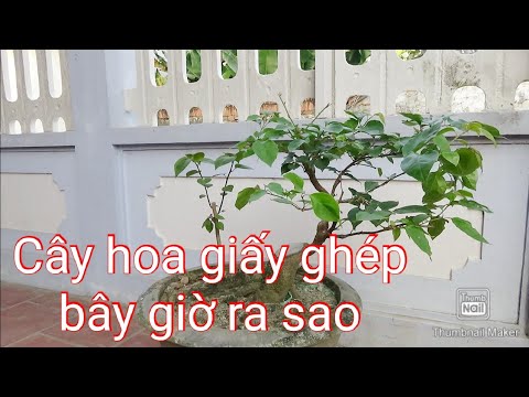 Cây hoa giấy ghép bây giờ ra sao