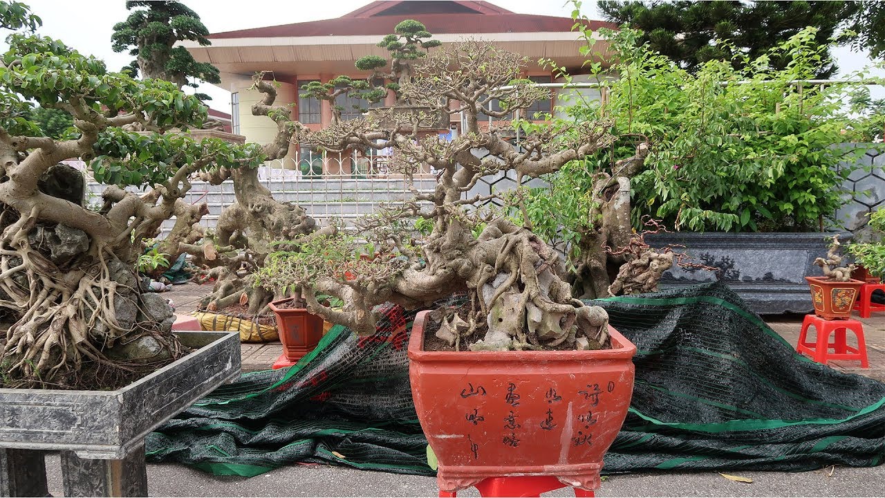 Cây vòng ngoài hàng chợ rẻ mà vẫn đẹp tại triển lãm Bắc Ninh