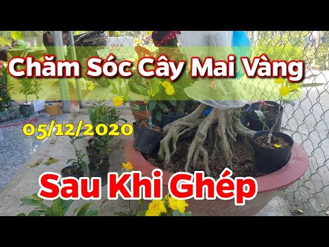 Chăm Sóc Cây Mai Vàng Sau Khi Ghép - 05/12/2020