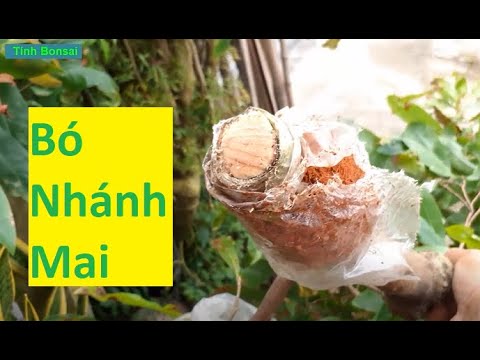 Chia Sẻ Kinh Nghiệm Về Bó Nhánh Mai Vàng Ra Rễ Mạnh | Tính Bonsai