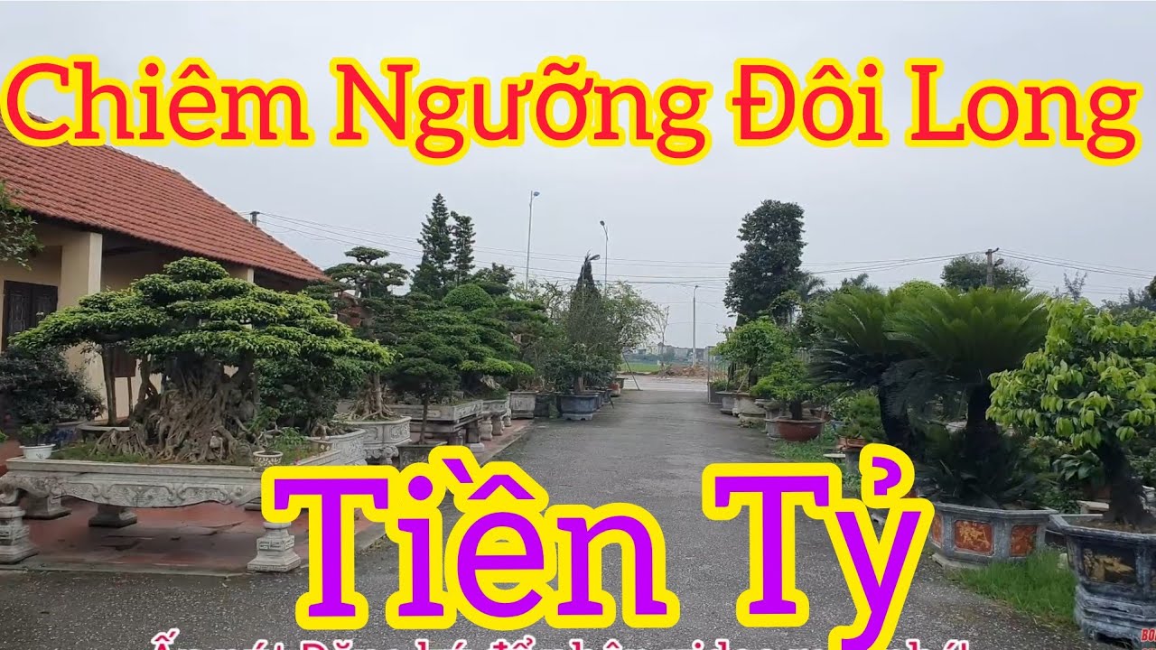 Chiêm ngưỡng đôi long cổ hơn 1 Tỷ và khu vườn đẹp nhà anh Thiết Hải Dương.